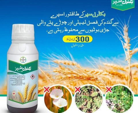 WhatsApp Image 2025-02-07 at 10.21.22 AM