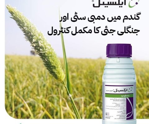 WhatsApp Image 2025-02-07 at 10.21.24 AM